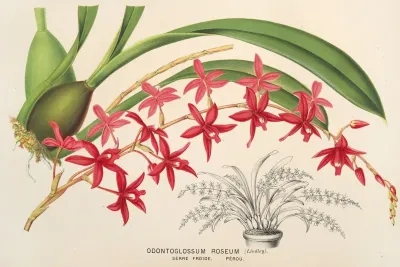 Odontoglossum Roseum
