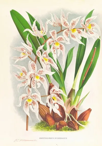 Odontoglossum Ruckerianum