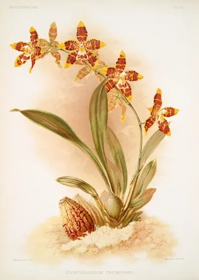 Odontoglossum Triumphans 3