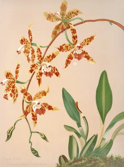 Odontoglossum Triumphans