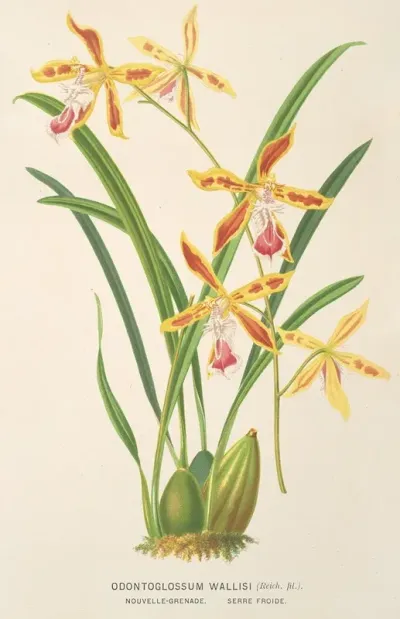 Odontoglossum Wallisii