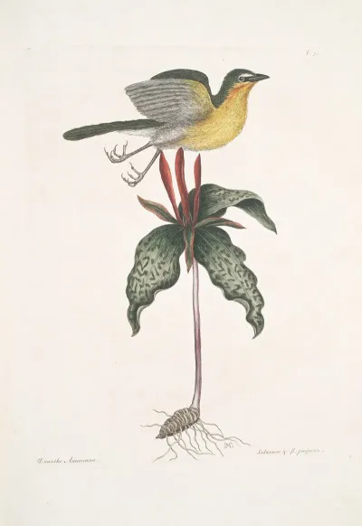 Oenanthe Americana The Yellow Breasted Chat Solanum C