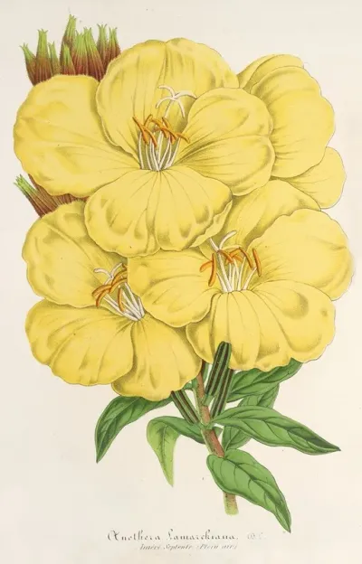Oenothera Lamarckiana