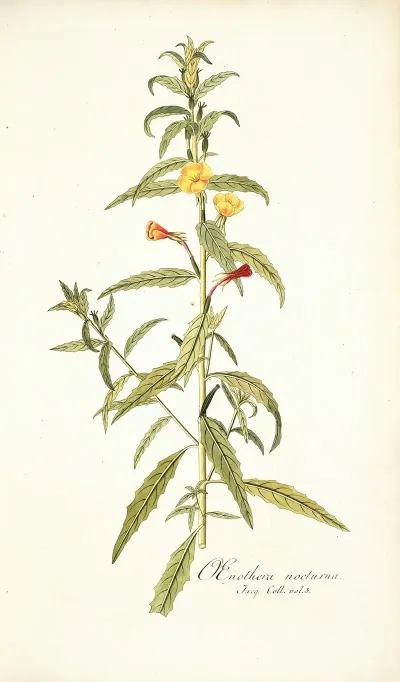 Oenothera Nocturna