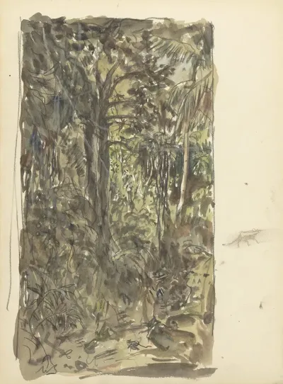 Oerwoud Van Ceylon