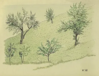 Ohne Titel Laubbaume Auf Hugel