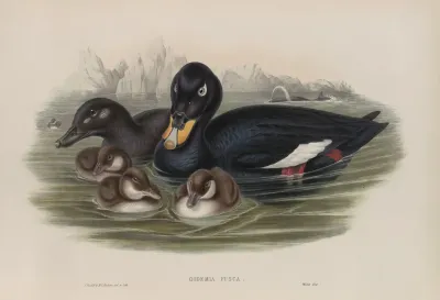 Oidemia Fusca Velvet Scoter