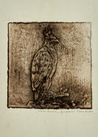 Oiseau De Proie Harpie