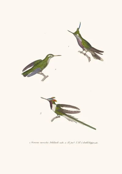 Oiseau Mouche Lalande