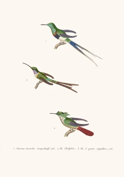 Oiseau Mouche Langsdorff
