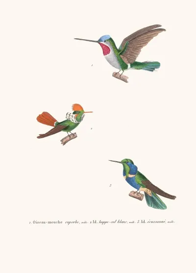 Oiseau Mouche Superbe