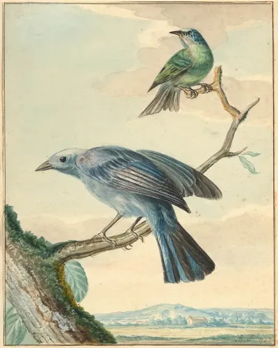 Oiseaux Branches