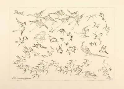 Oiseaux Japonais