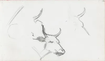 Oksehode