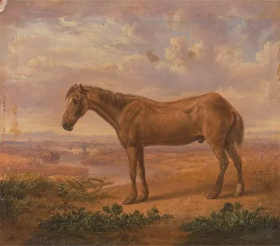 Old Billy A Draught Horse Aged 62