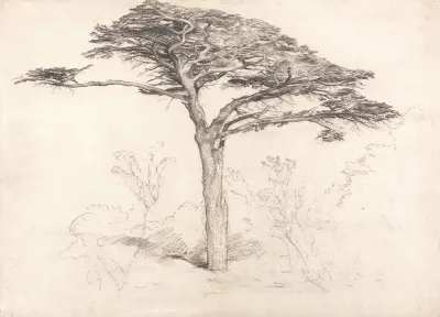 Old Cedar Tree In Botanic Garden Chelsea