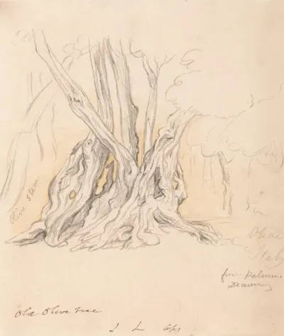 Old Olive Tree 2