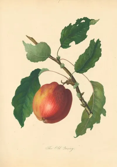 Old Quining