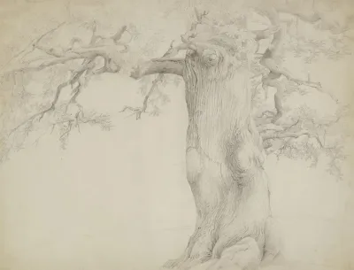 Old Tree