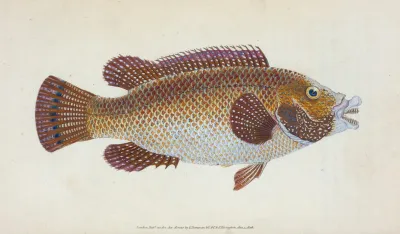 Old Wife Wrasse Labrus Tinca