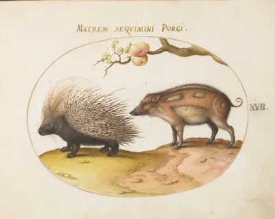 Old World Porcupine Hystrix And Wild Pig