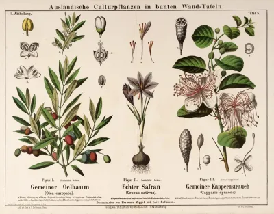 Olea Europaea Crocus Sativus Capparis Spinosa Olijfboom Saffraan Kappertjesstruik