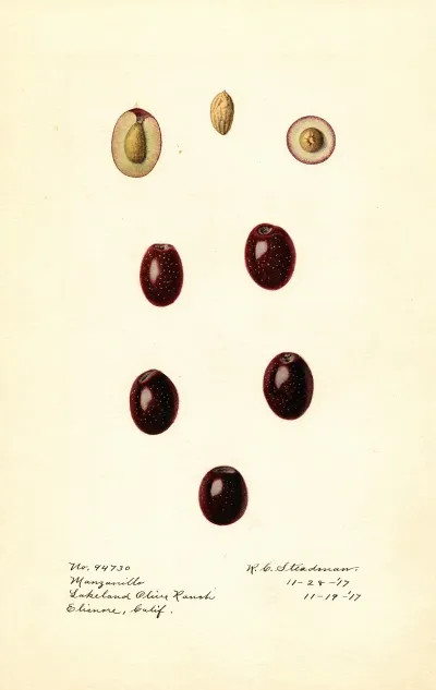 Olea Europaea Manzanillo