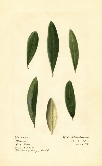 Olea Europaea Mission 2