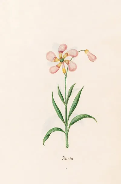 Oleander 2