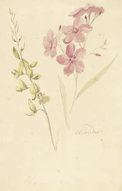 Oleander En Brem