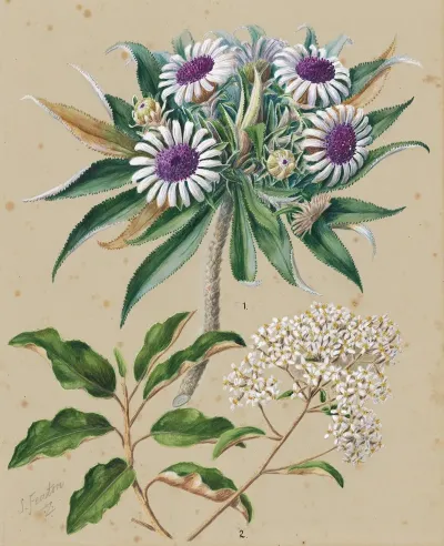 Olearia Angustifolia Mutton Bird Scrub Teteaweka Olearia Frufuracea Akipirau