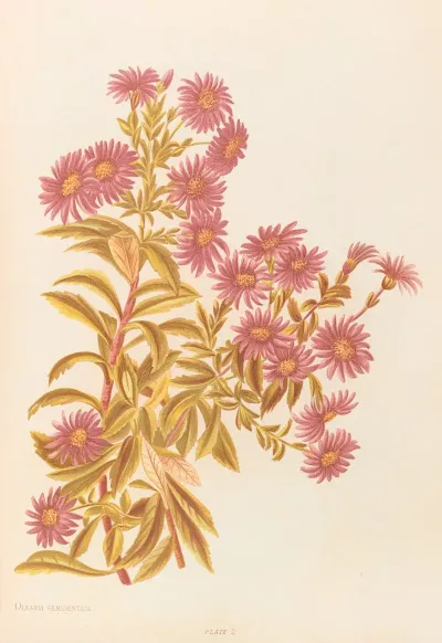 Olearia Semidentata
