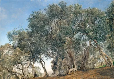 Olive Grove At Tivoly Italy