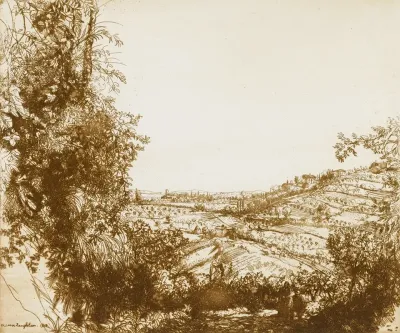 Olive Groves