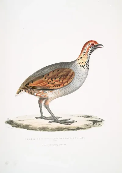 Olive Partridge Perdix Olivacea