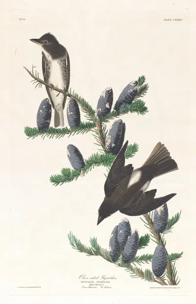 Olive Sided Flycatcher