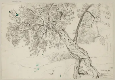 Olive Trees In Tivoli