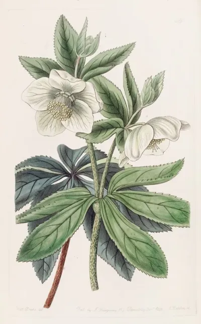 Olympian Hellebore