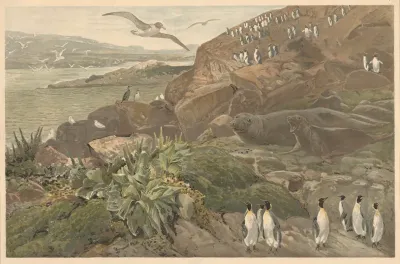 On Kerguelen In The Southern Ocean