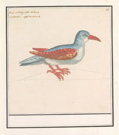 Onbekende Vogel 2