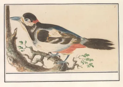 Onbekende Vogel