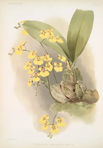 Oncidium Ampliatum Majus