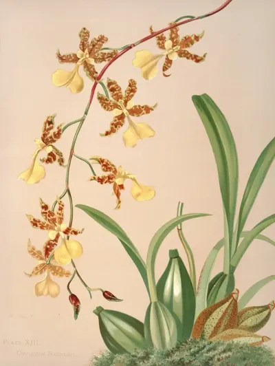 Oncidium Barkerii