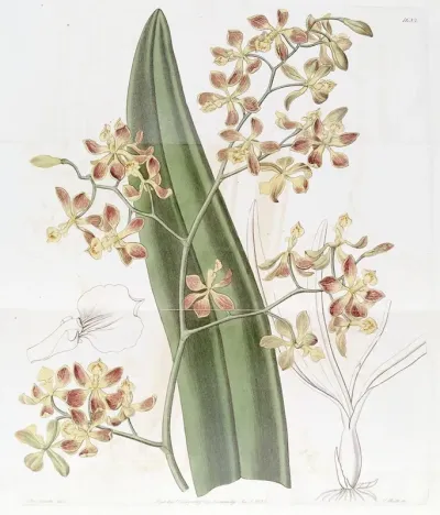 Oncidium Flowered Epidendrum