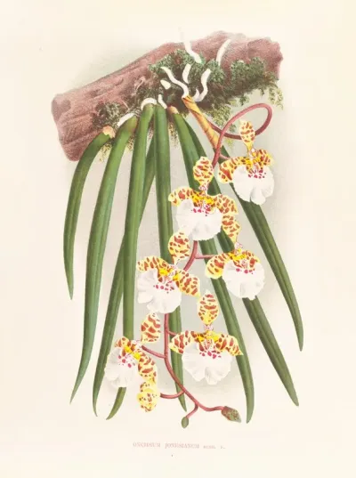 Oncidium Jonesianum