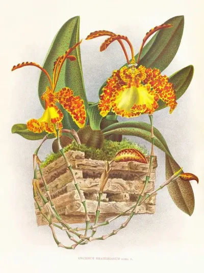 Oncidium Kramerianum