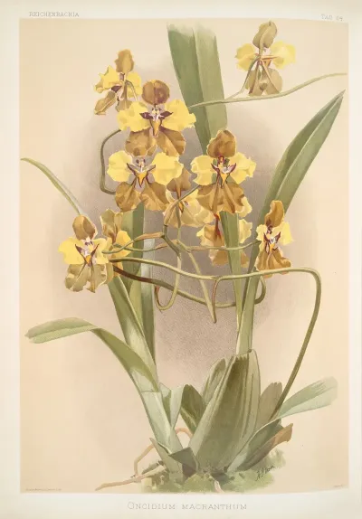 Oncidium Macranthum
