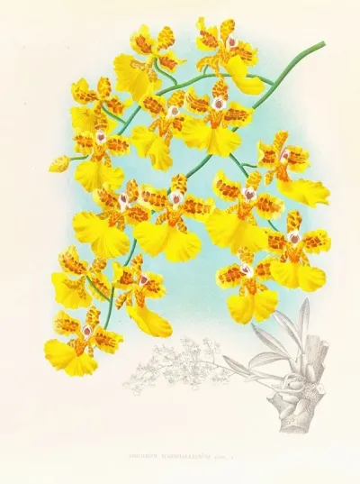 Oncidium Marshallianum
