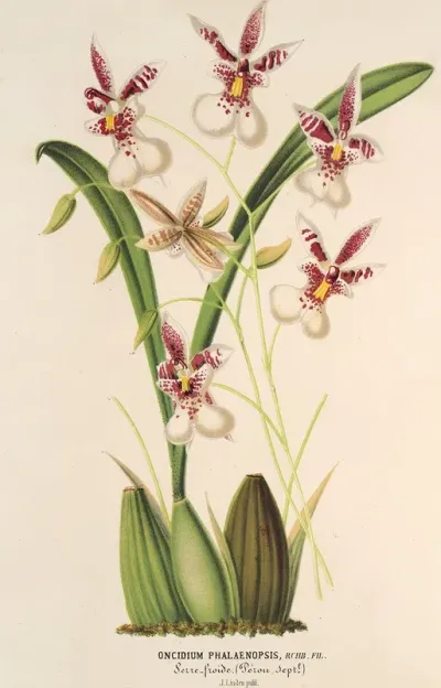 Oncidium Phalaenopsis