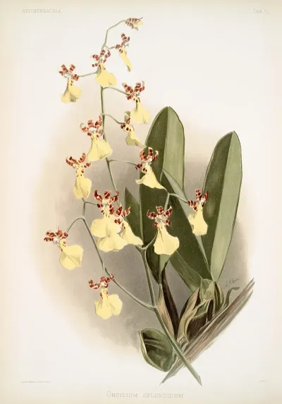 Oncidium Splendidum